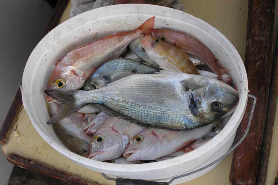 Frischer Fang aus der Adria